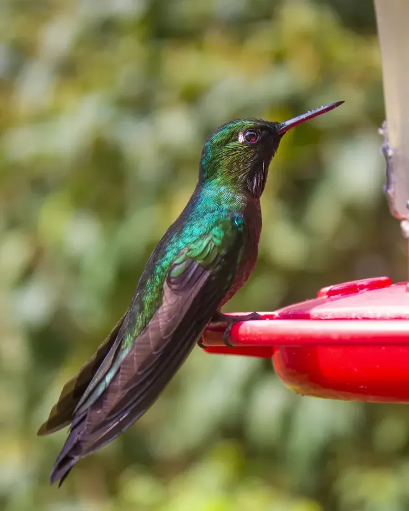 reserva_colibri_del_sol_4.webp