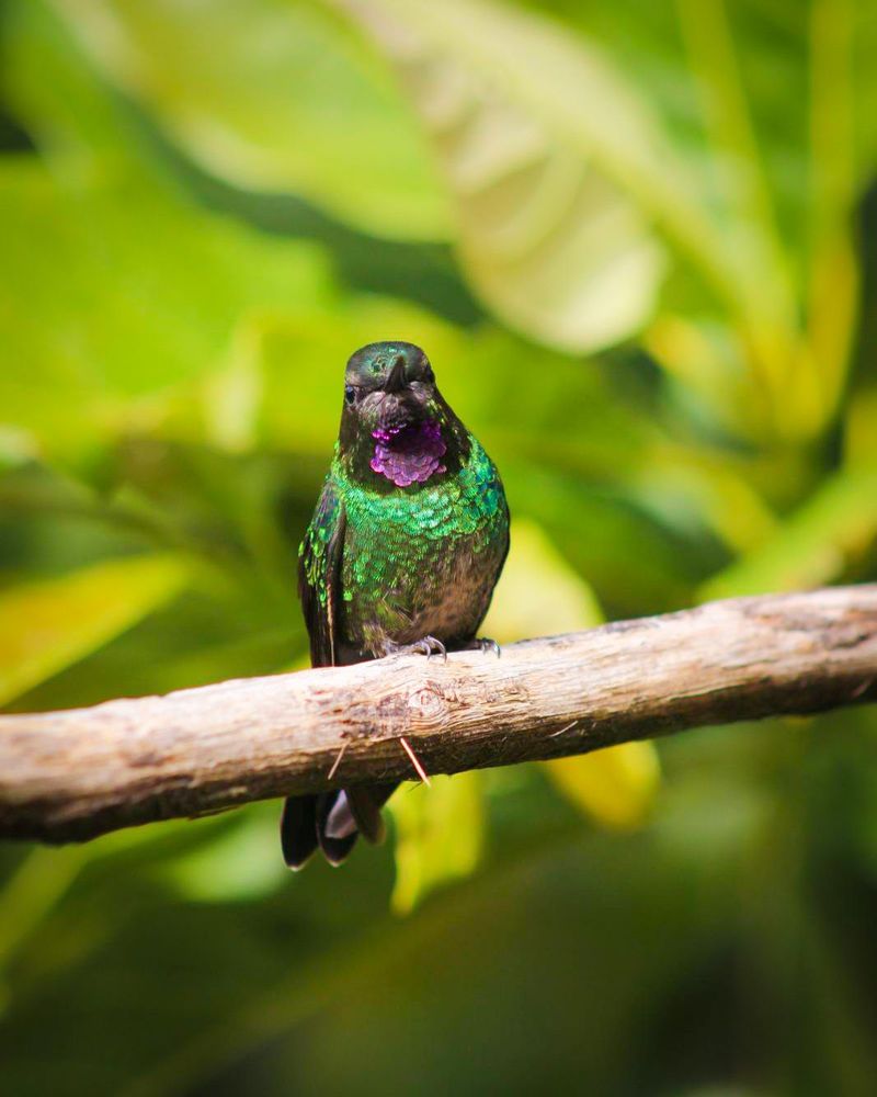 vamospaurrao (29).jpg