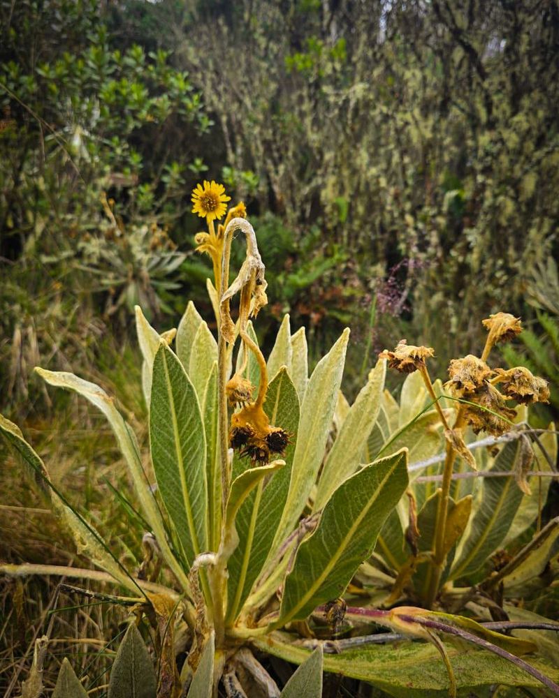 vamospaurrao (3).jpg