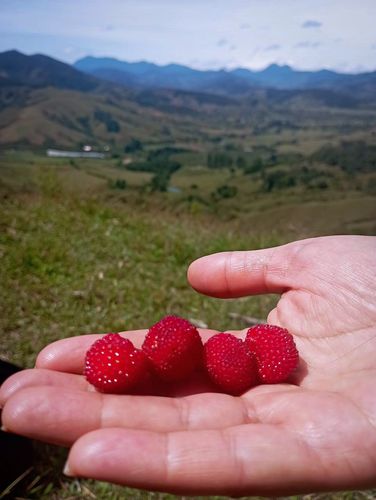 manuela-vargas (1).jpg