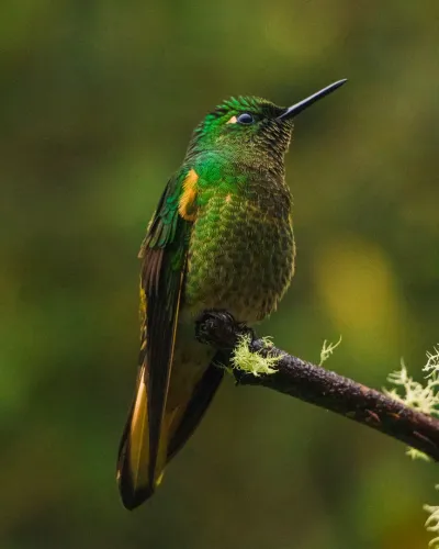 reserva_colibri_del_sol_14.webp
