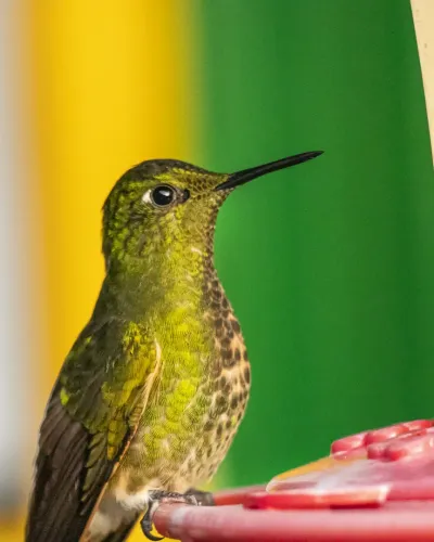 reserva_colibri_del_sol_1.webp