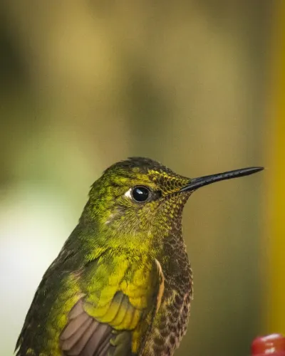 Reserva ProAves  - Colibrí del Sol