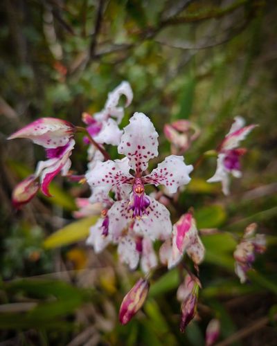 vamospaurrao (17).jpg