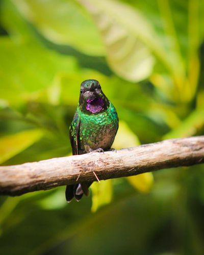 vamospaurrao (29).jpg